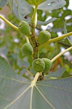 Yeşil incir meyve ağacı üzerinde kapat.