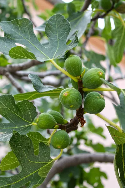 Gröna Fikon Frukt Trädet Närbild — Stockfoto