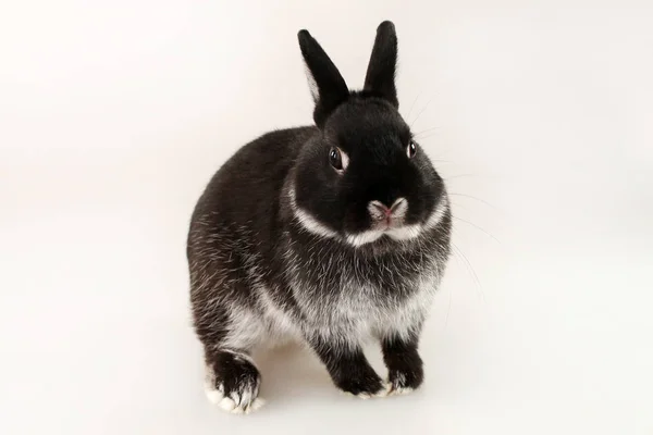 Kleines Schwarzes Kaninchen Auf Weißem Hintergrund Niederländisches Zwergkaninchen — Stockfoto