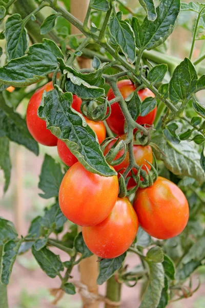 Growing Ripe Tomatoes Close Stock Photo