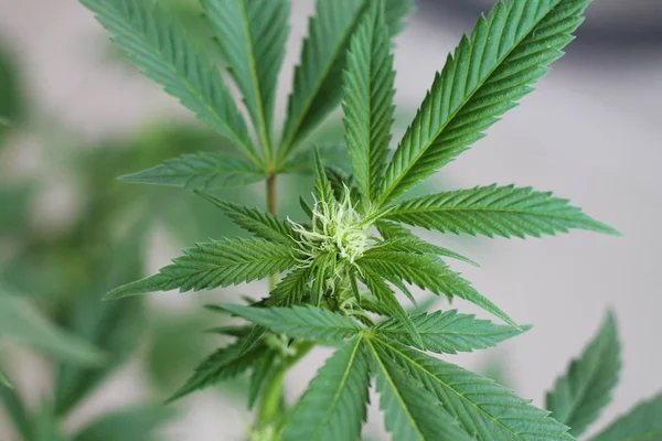 Blommande Cannabisväxt Jordgubbar Och Smultron — Stockfoto