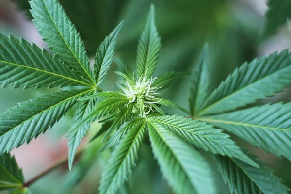 Planta Cannabis Flor Brotes Marihuana — Foto de Stock
