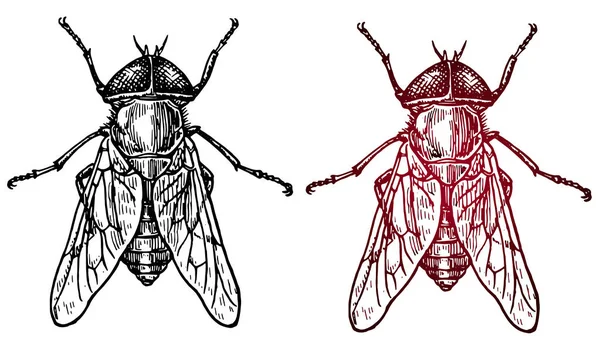 Poster - two insects flies — Stock Vector