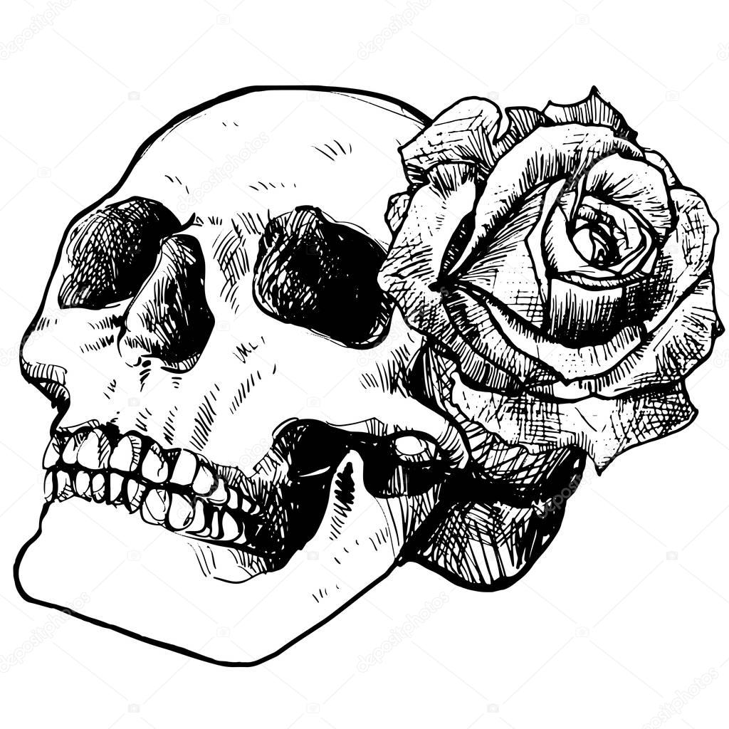 Skull And Rose Outline Sketch For Halloween Stock Vector
