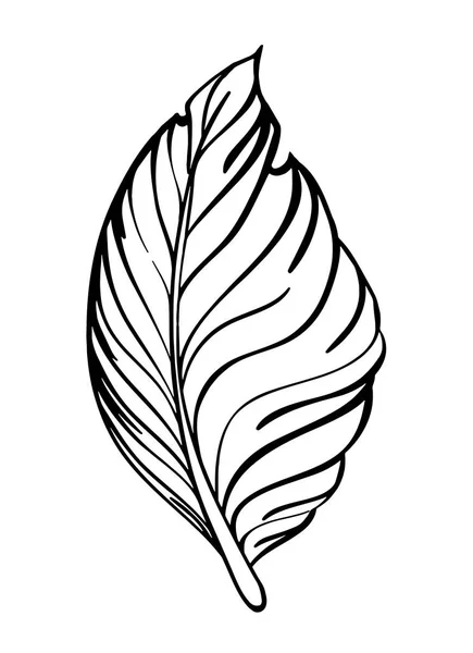 Vector de contorno, boceto - hoja de planta — Vector de stock