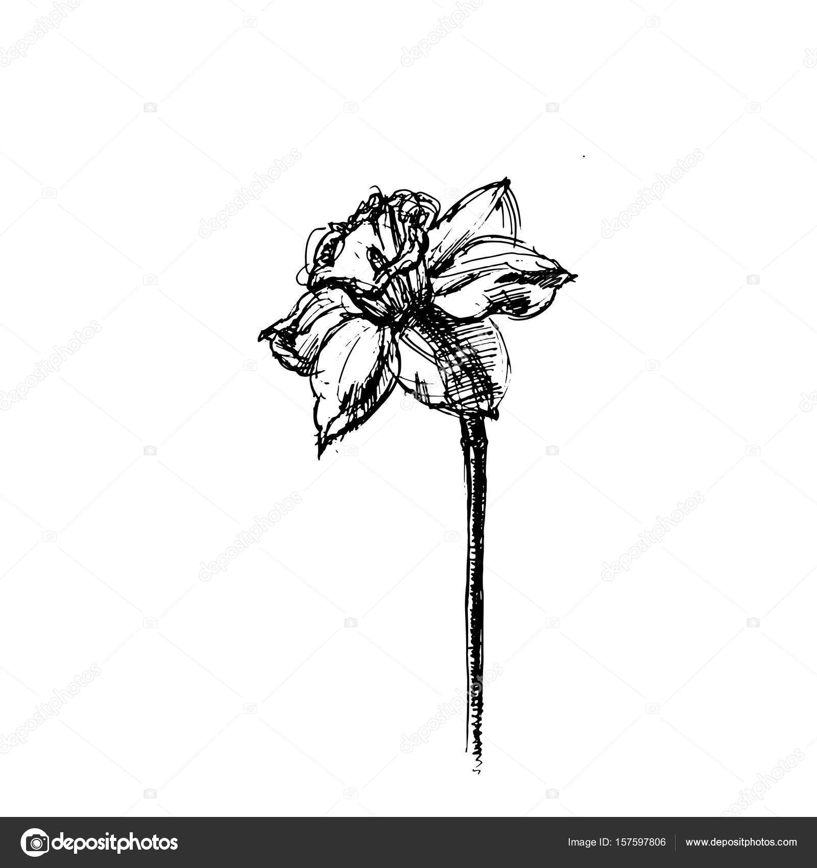 Featured image of post Daffodil Line Drawing Tattoo My favorite flower is the daffodil and it is also the symbol of the american cancer society so i have i love your idea and the daffodil is my favorite too