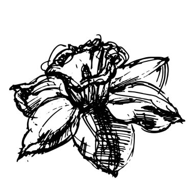 Güzel nergis etiket