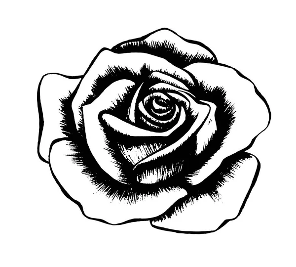 Primer plano de un capullo de flor de una rosa — Vector de stock