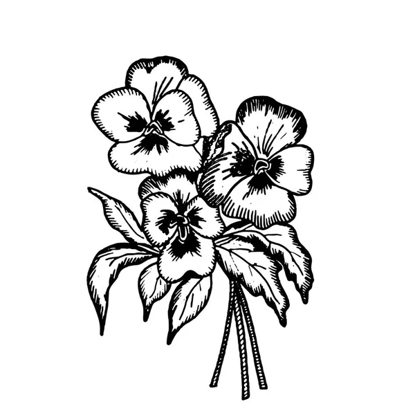 Ramillete flores pansy — Vector de stock