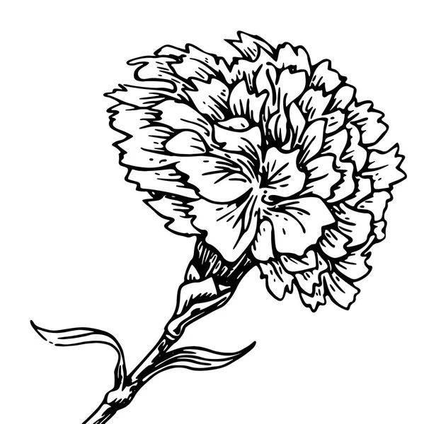 Carnation flower - sketch of tattoo — Stock Vector