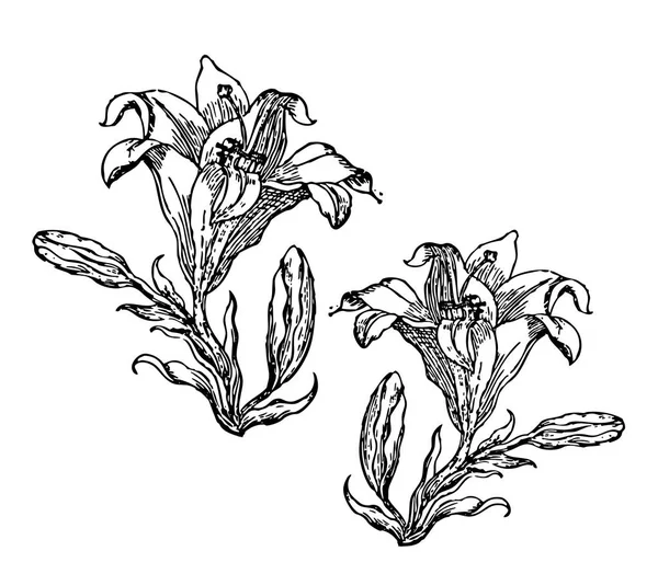 Lys en fleurs. Carte ou fond floral avec fleurs de lis en fleurs . — Image vectorielle