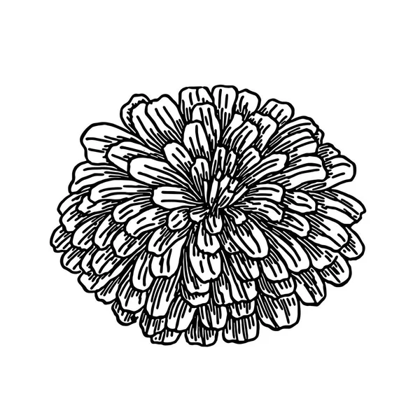 Fluffiga blomma - vektor ClipArt — Stock vektor