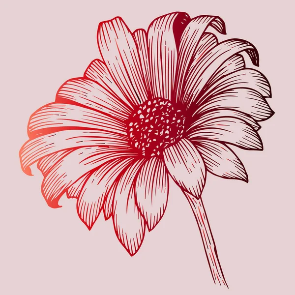 Sketch of red chrysanthemum — Stock Vector