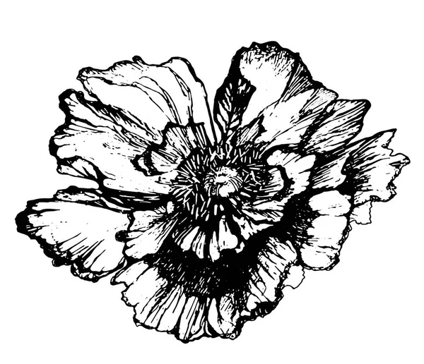 Flor de amapolas. Esbozo detallado — Archivo Imágenes Vectoriales