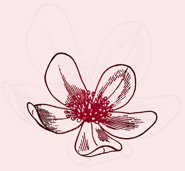 スケッチ - 野の花の赤のグラデーション。はがきのためのアイデア — ストックベクタ