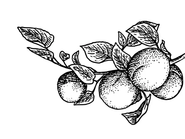 桃子的分支 — 图库矢量图片