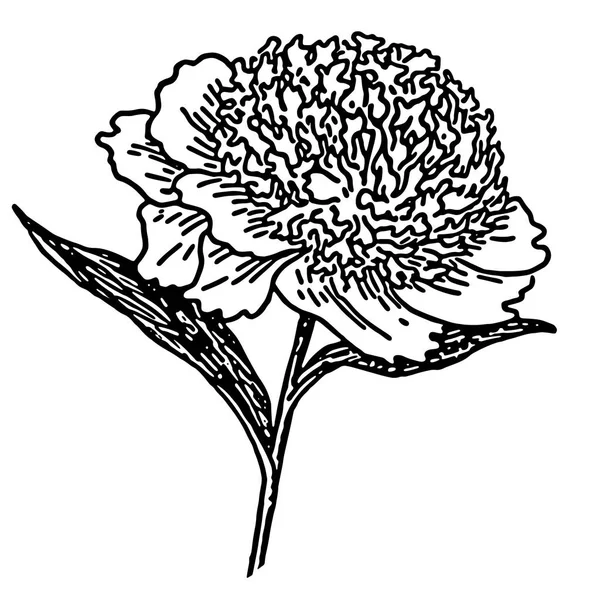 Flor de peonía lujosa — Archivo Imágenes Vectoriales