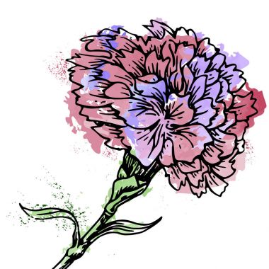 Parlak suluboya kroki çiçek karanfil