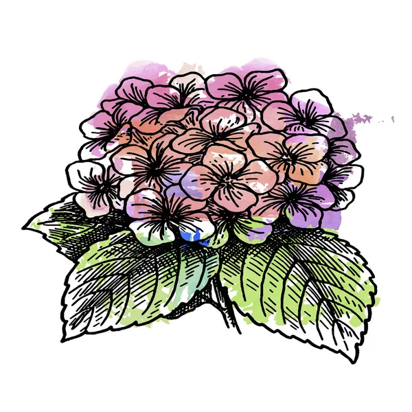 スミレの花束を水彩スケッチ — ストックベクタ