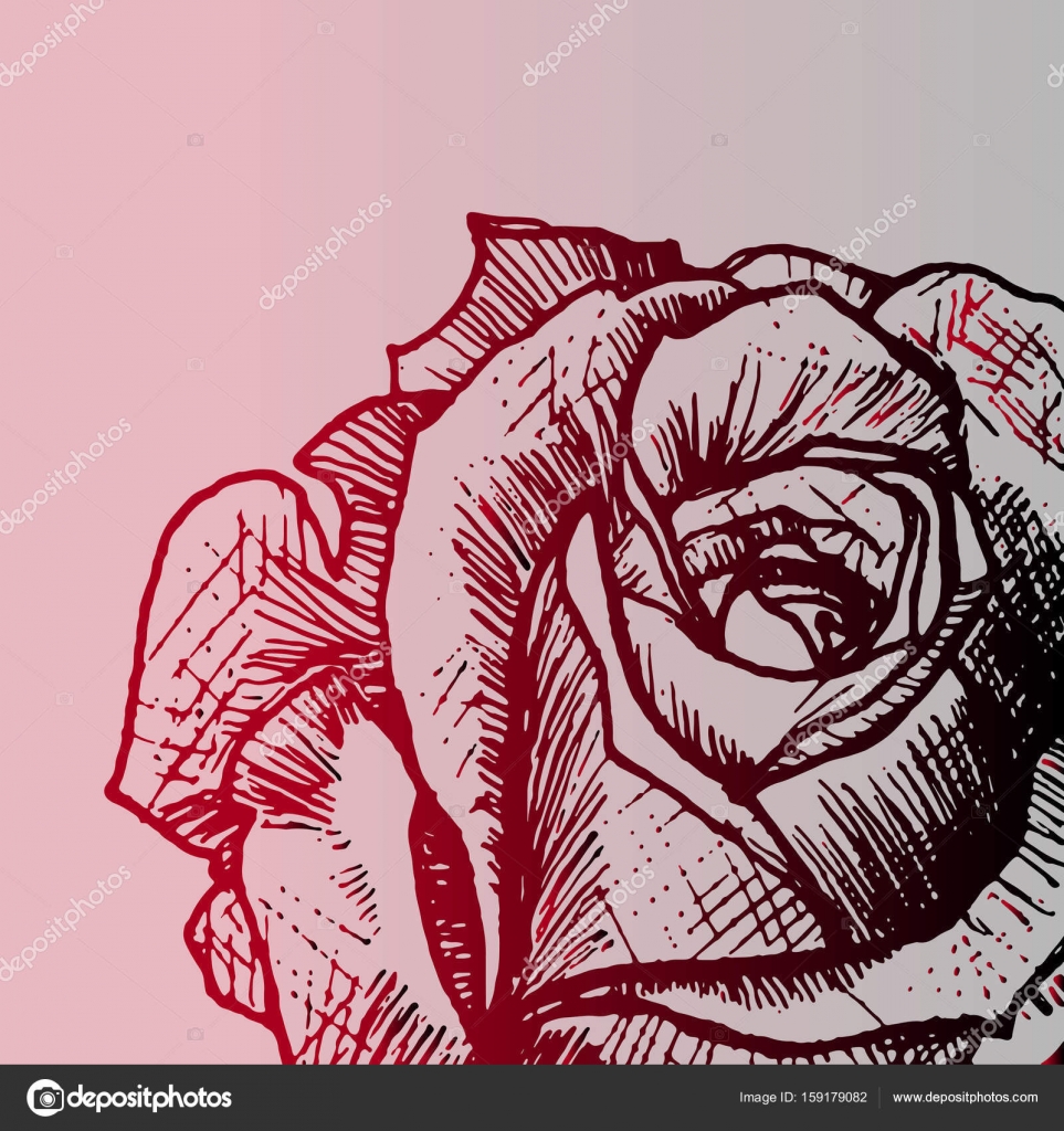 Fleur Rose Close Up Affiche De Couleur Image