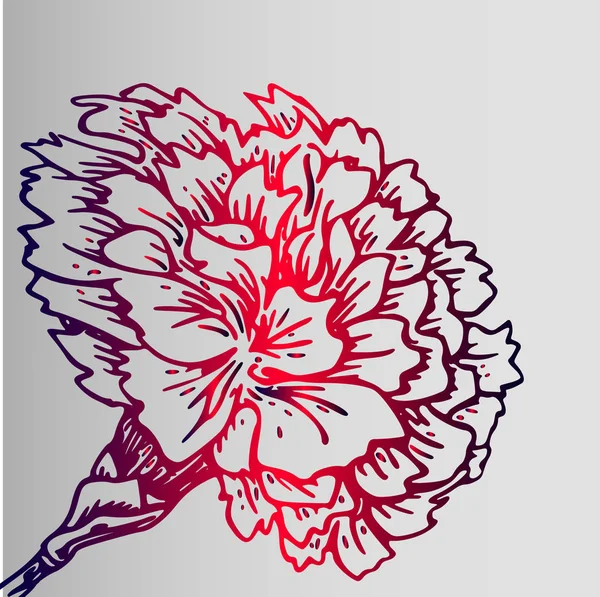 Bosquejo colorido flor clavel — Archivo Imágenes Vectoriales