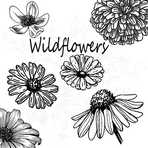 A set of stickers - wild flowers. Detailed sketch, close-up — Stock Vector