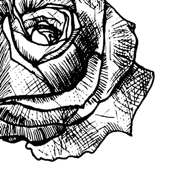 Эскиз татуировки розы - крупным планом — стоковый вектор