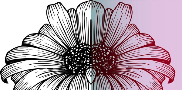 カモミールの花、クローズ アップ — ストックベクタ