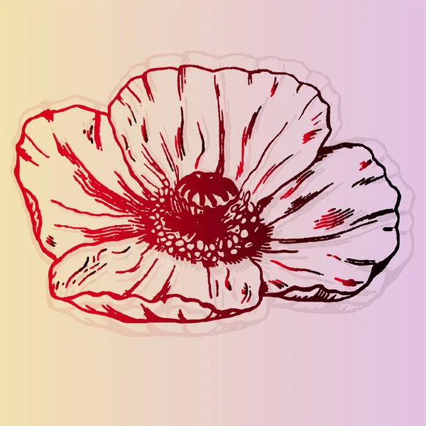 Lujosa amapola roja — Archivo Imágenes Vectoriales