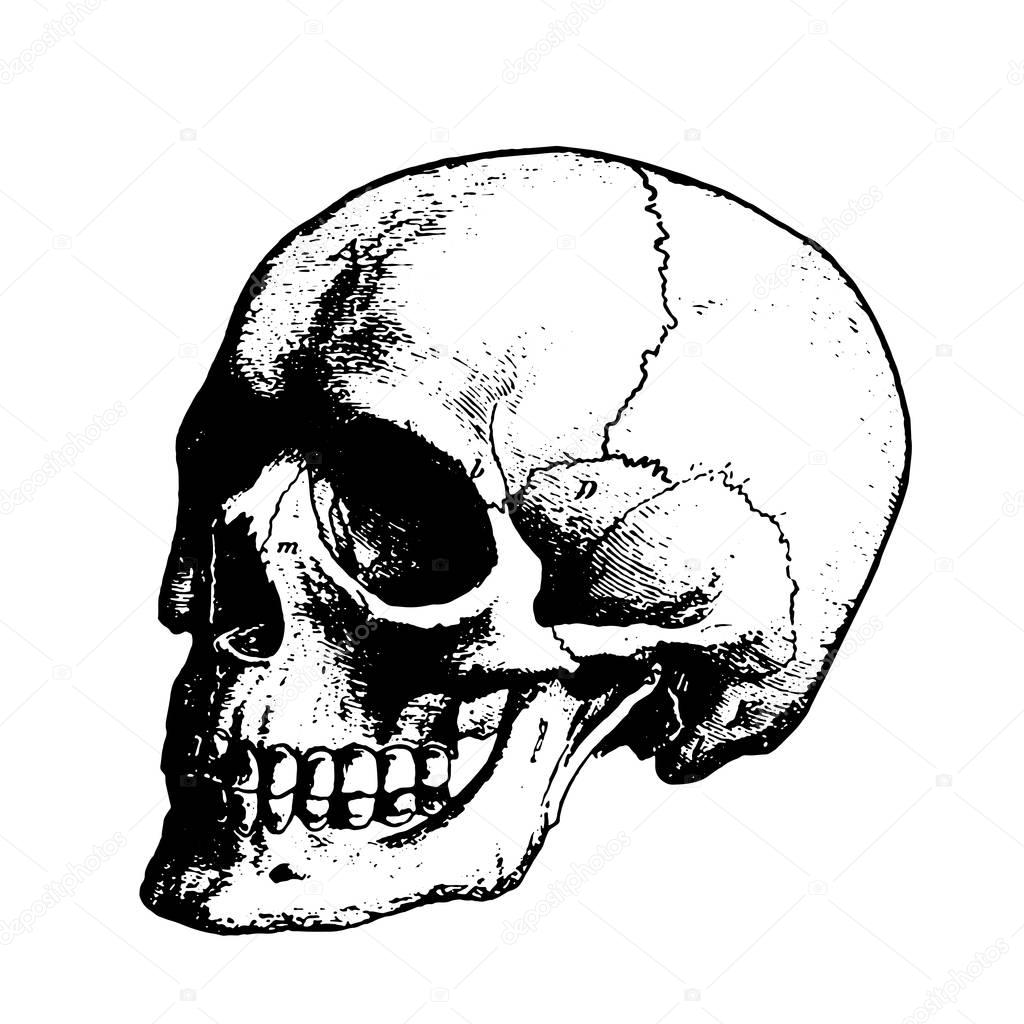 Black scary skull