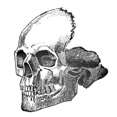 Sanat kroki bir dövme - detaylı kafatası bir kişinin yakın çekim. Yeni okul stili.