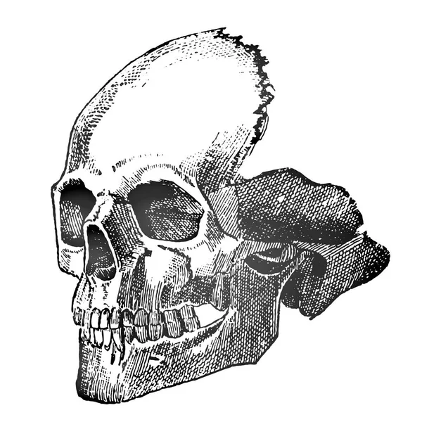 Художественный Эскиз Татуировки Детальный Череп Человека Крупным Планом Новый Стиль — стоковый вектор