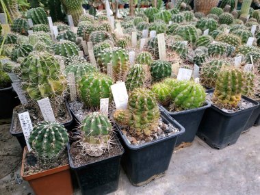 Kaktüs serası. Güzel ve nadir bulunan sulu türler..