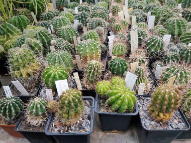 A collection of beautiful and rare succulent plants. The work of a florist in a botanical garden: caring for potted plants. Walk in the Botanical Garden