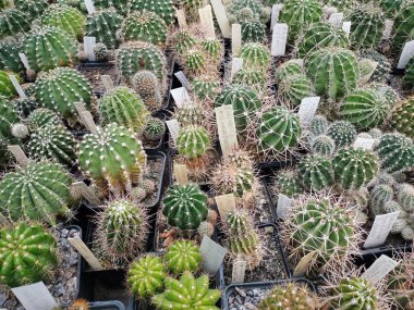 A huge collection of beautiful and rare succulent plants. The work of a florist in a botanical garden: caring for potted plants.