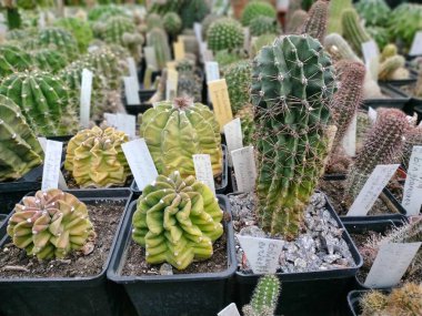 Büyük bir güzel ve nadir sulu bitki koleksiyonu - saksı bitkisi. Botanik Bahçesi 'nin konservatuarında çalışıyorum.