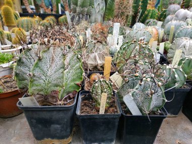 Tencerelerde güzel sulu bir koleksiyon. Serada taze sulu kaktüsler.