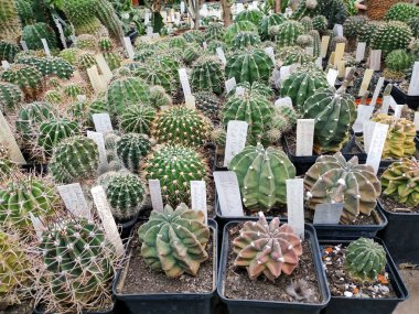 Tencerede sulu. Raflar, sulu vitrinler. Lezzetli bitkileri olan bir sera, Botanik Bahçesi 'ndeki bir çiçekçinin işi.