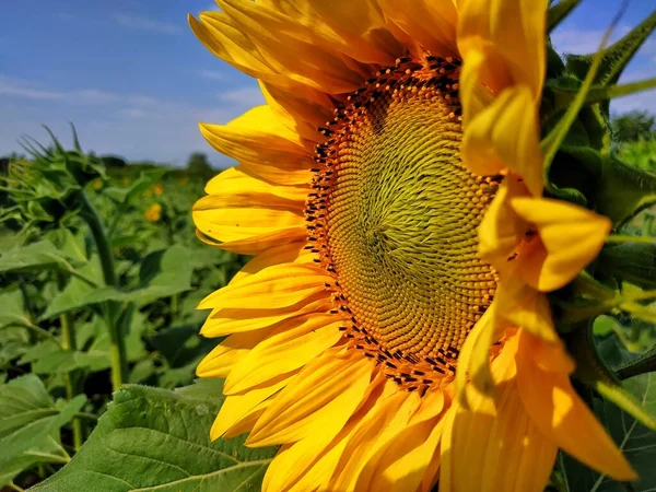 Прекрасна Квітка Соняшнику Крупним Планом Насіння Квітів Соняшнику — стокове фото