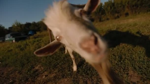 Goat Looking at Camera — Stock Video