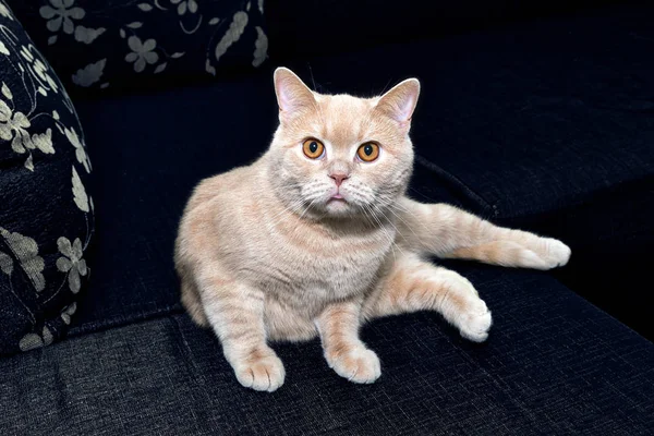 Güzel bir kedi saldırmaya hazır