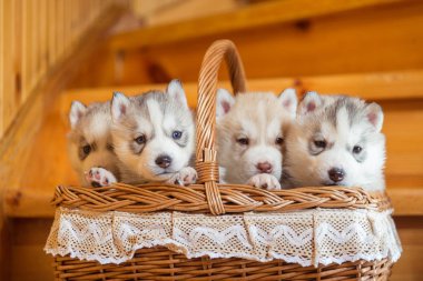 Yavru Sibirya Husky hasır bir sepete oturma doğurmak