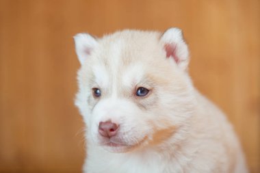 yavru Sibirya husky