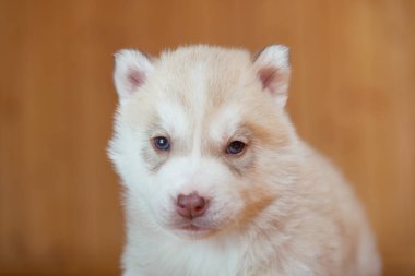 yavru Sibirya husky