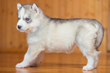 yavru Sibirya husky