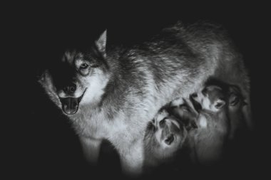 Siberian dış yapraklar. Anne emzirme kukla.