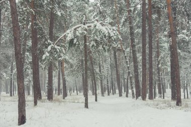 Kış orman. Çam ormanı