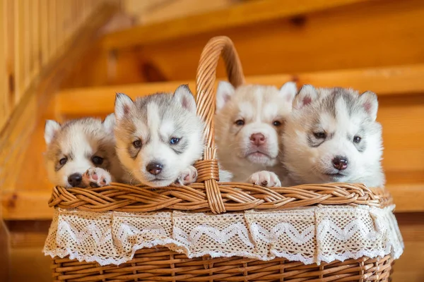 Pups fokken Siberische Husky zittend in een mand stro — Stockfoto