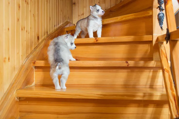 Los cachorros crían husky siberiano corriendo en una escalera de madera —  Fotos de Stock