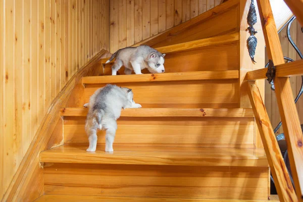 Los cachorros crían husky siberiano corriendo en una escalera de madera —  Fotos de Stock